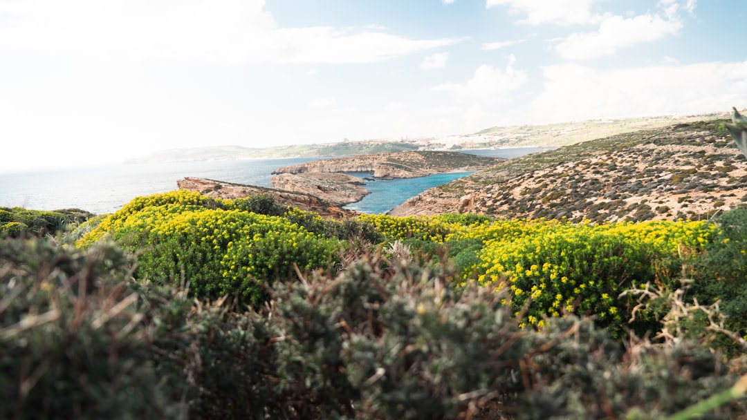 Unlock Malta's Flavors: Your Guide to the Best Local Spice Markets & Authentic Herbs