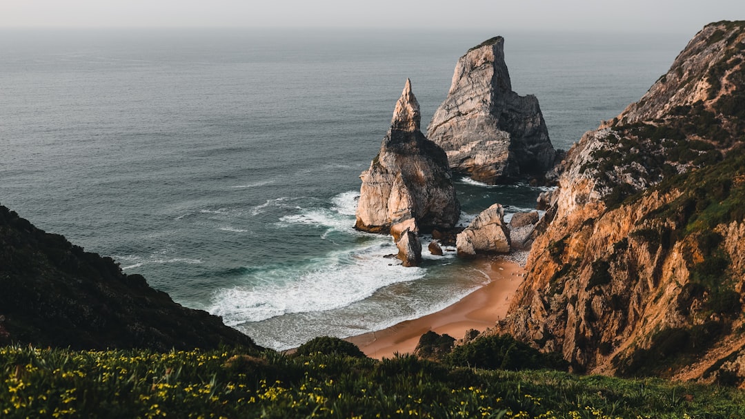 Discover Portugal's Marine Wonders: Your Ultimate Guide to Whale & Dolphin Watching