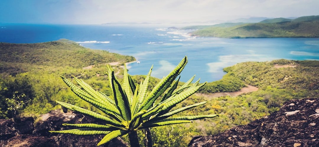 The Best Places for a Scenic Picnic in Martinique: A Tropical Guide