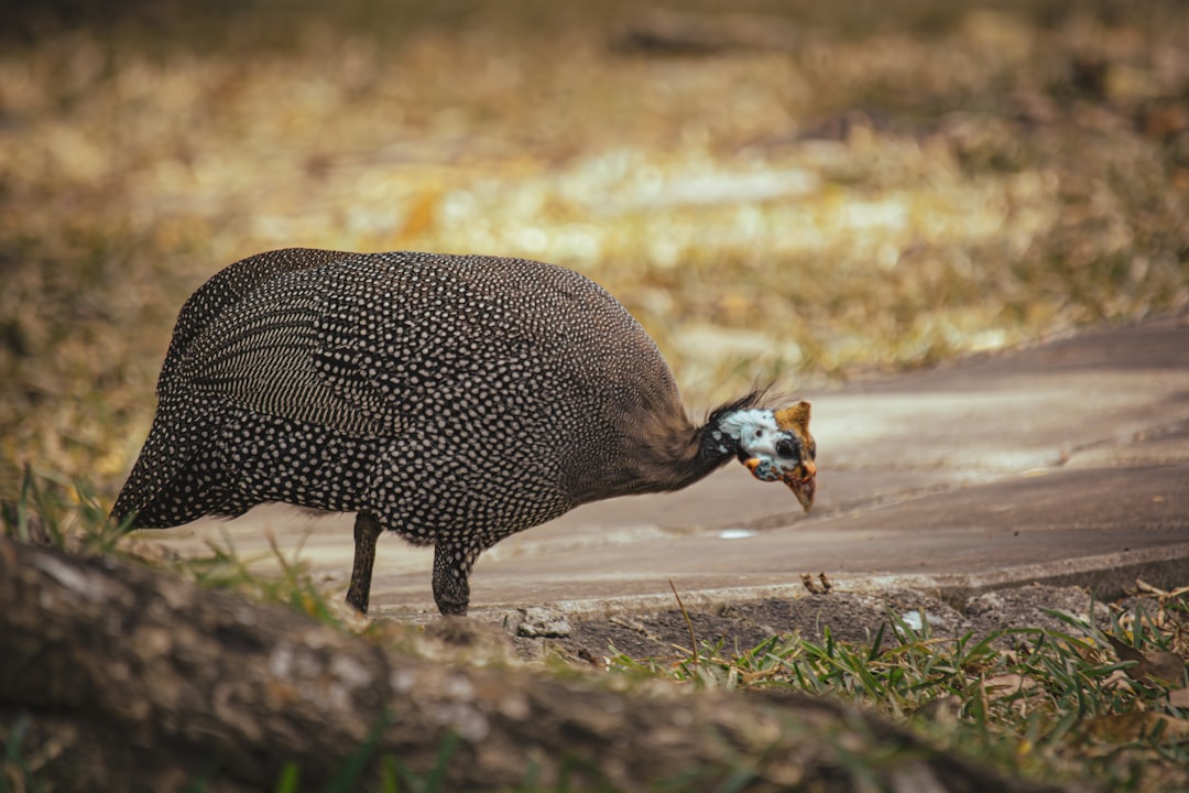 Unforgettable Day Trips: Discover Guinea Beyond Its Major Cities