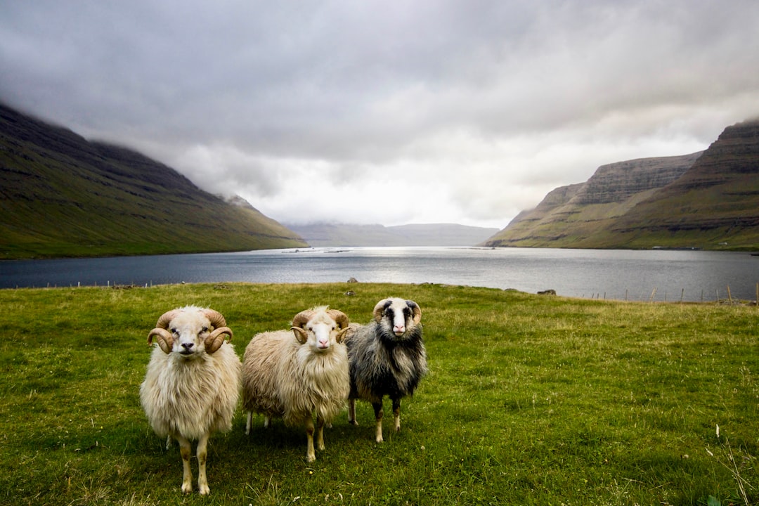 The Best Places for a Scenic Walk in Faroe Islands