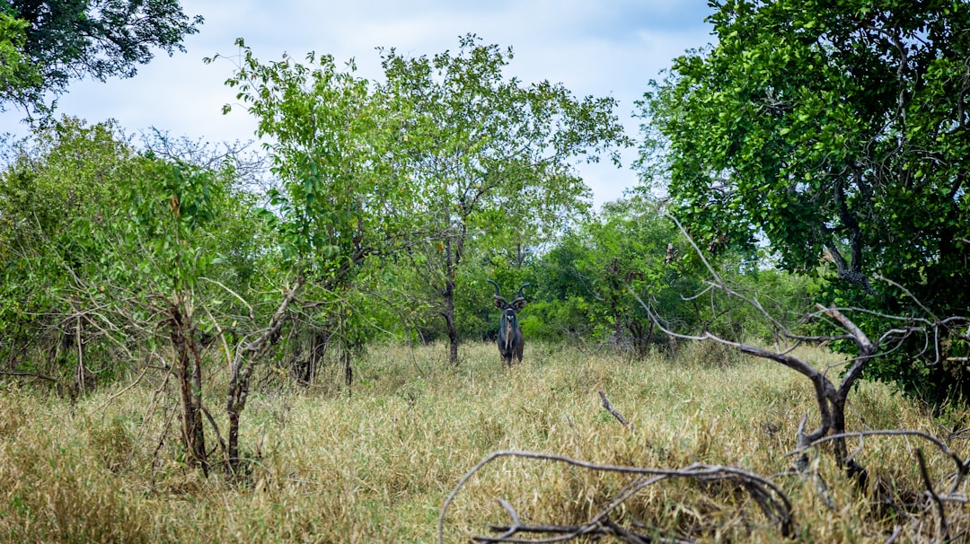 The Best Places for Bird Watching in Malawi