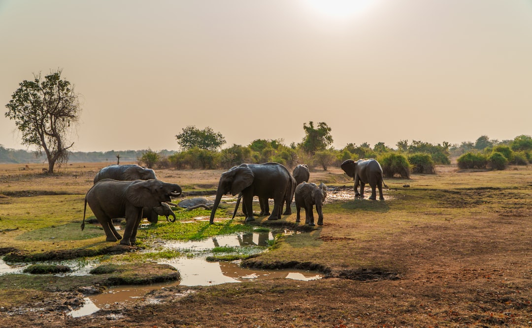 Discover Zambia's Serene Sanctuaries: Top Public Parks & Gardens for a Relaxing Afternoon