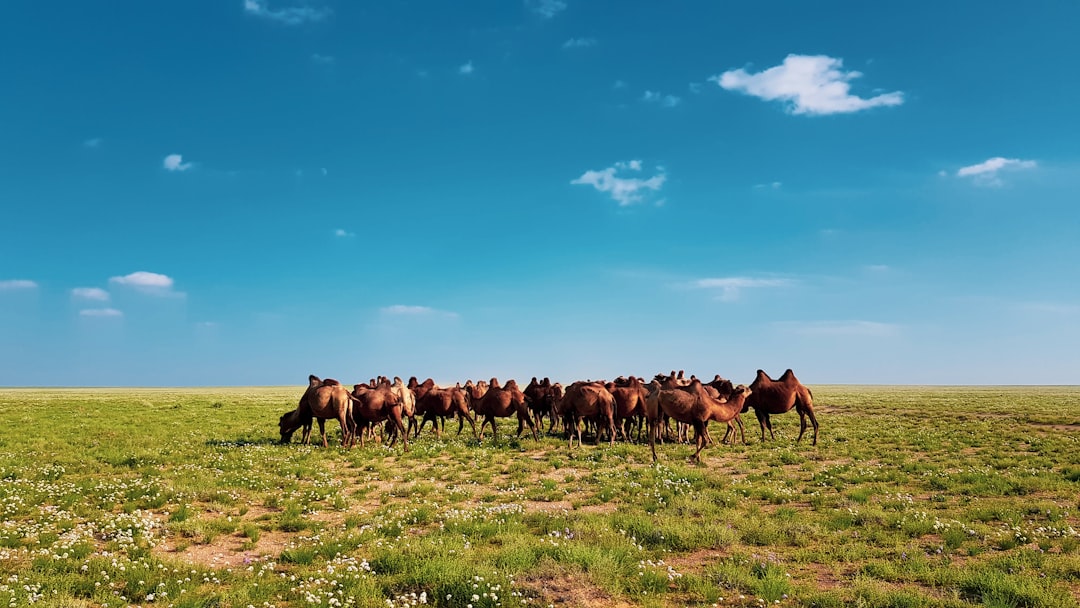Discovering Mongolia's Ancient Rhythms: Traditional Music & Dance Explored