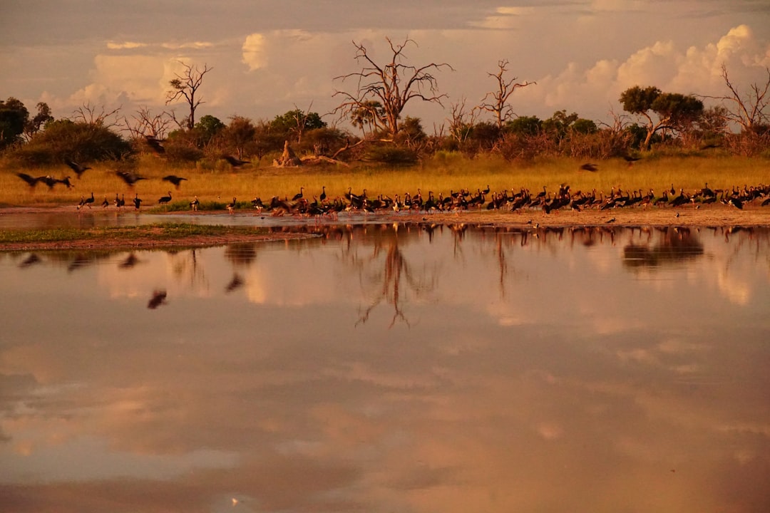Catch the Freshest Flavors: Your Guide to Botswana's Best Local Fish Markets
