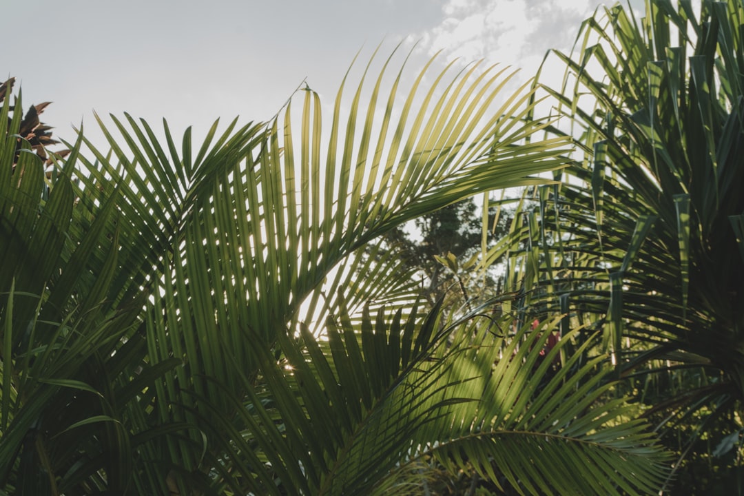 Navigating Vanuatu: Your Essential Guide to Local Transportation (Beyond the 'Metro')