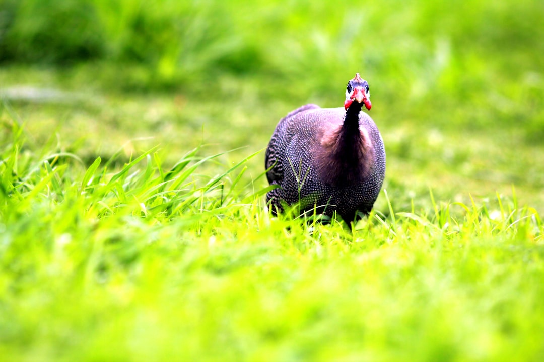 Essential Guide: Securing Travel Insurance for Your Guinea Adventure