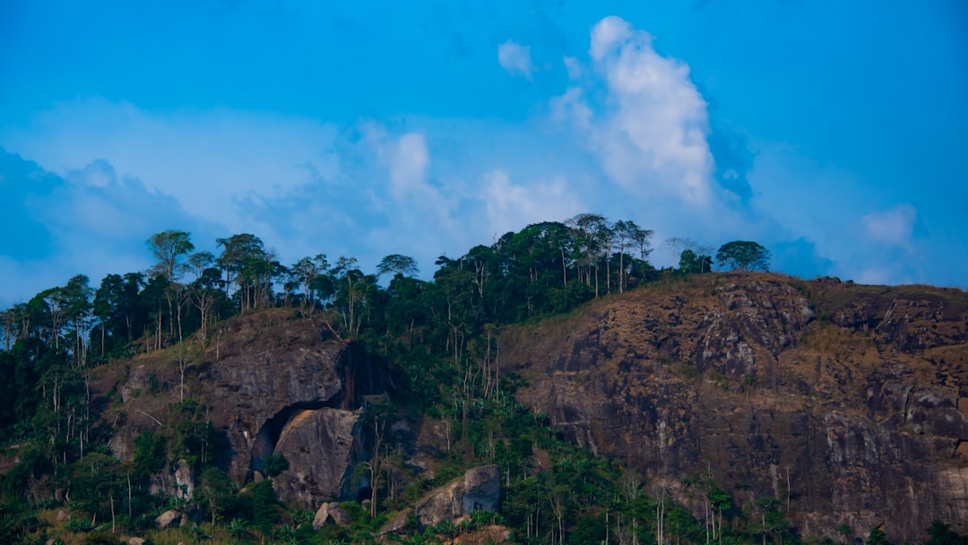 Unlocking Cameroon's Rich Coffee Culture: A Guide to the Local Scene
