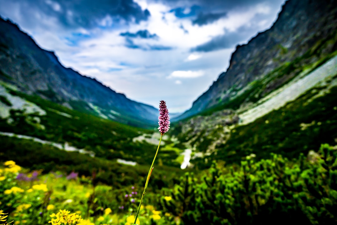 Unveiling Expat Life: What It's Actually Like to Live in Slovakia