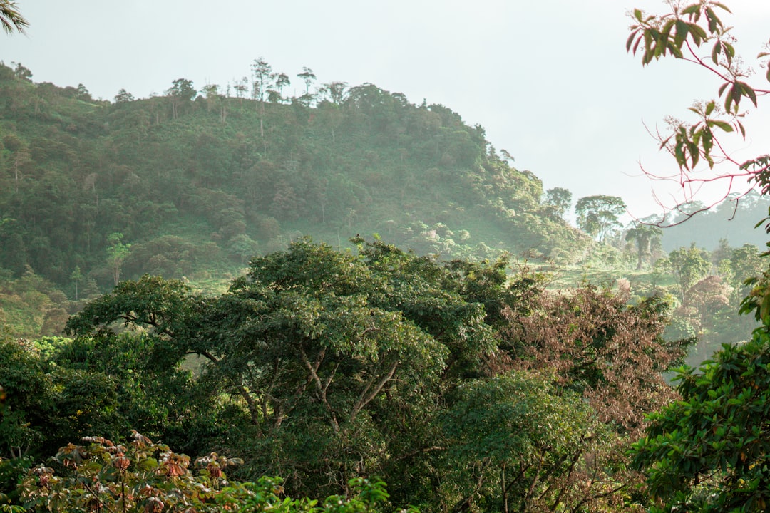 Ultimate Guide to Bird Watching in Honduras: Discover Its Avian Wonders