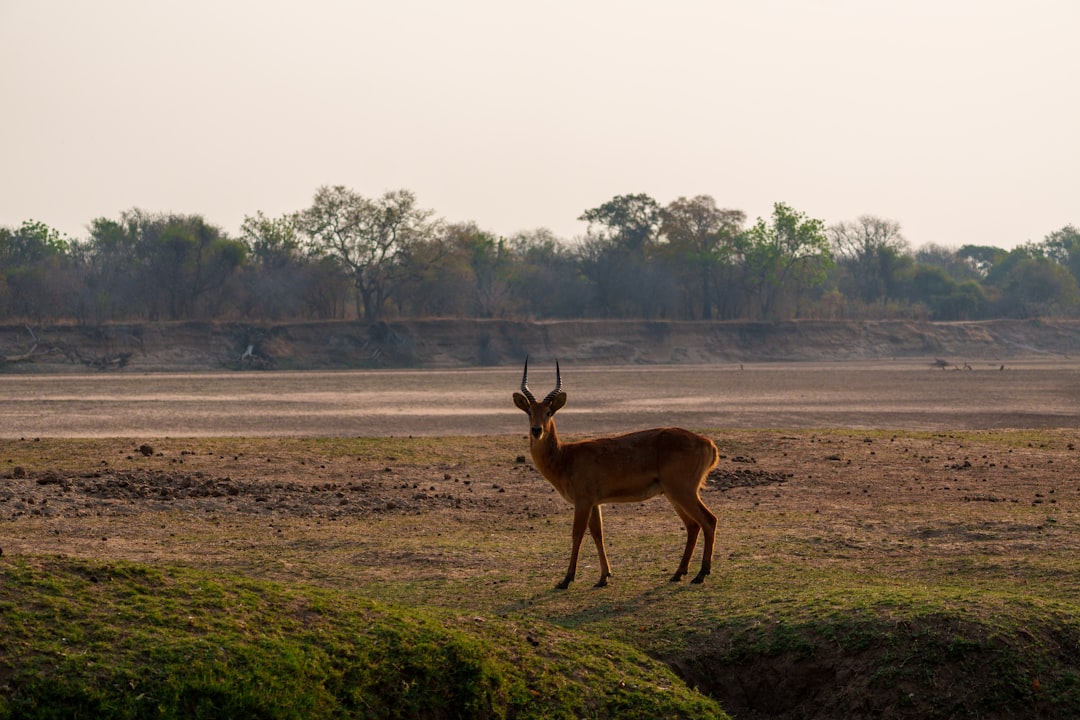 Discover Tranquility: The Ultimate Guide to Yoga Sessions in Zambia