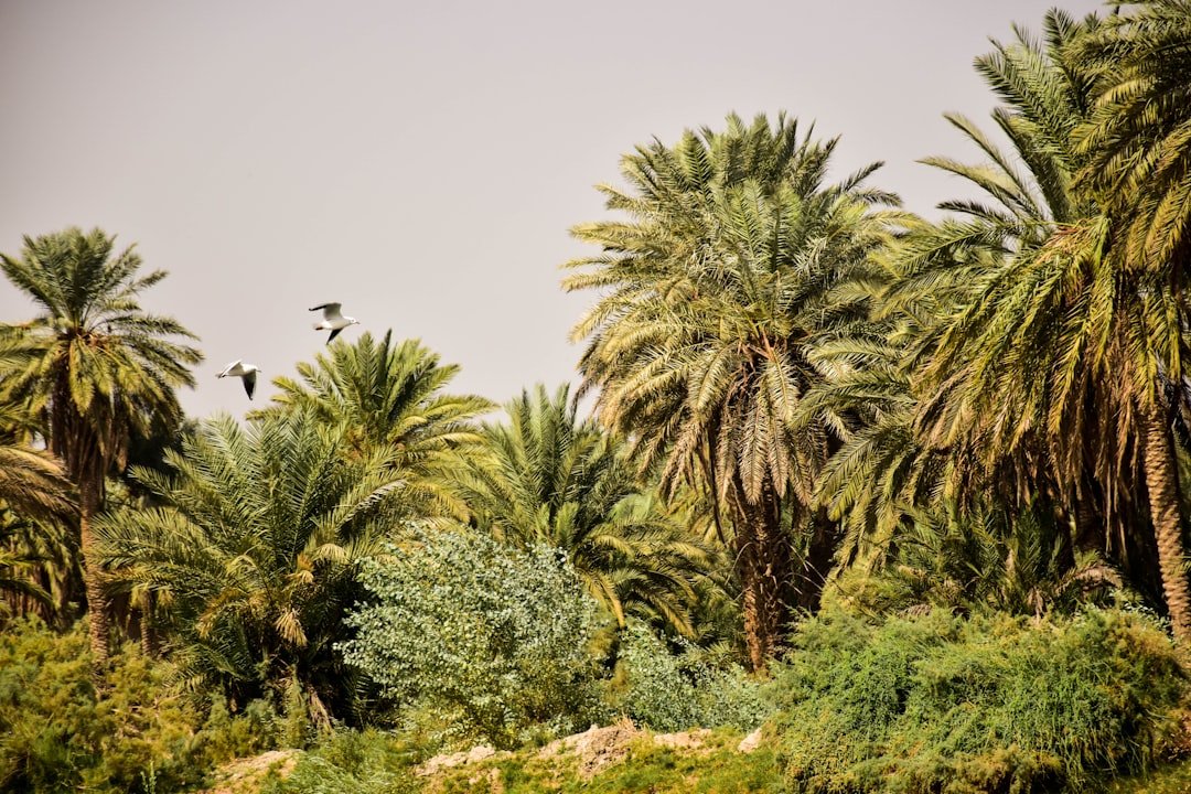 Discover Iraq's Most Scenic Picnic Spots: Breathtaking Views Await!