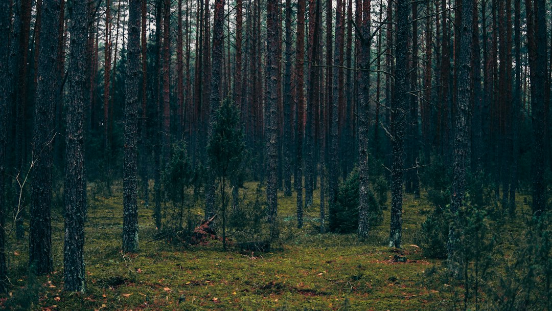 Discovering Lithuania's Most Relaxing Public Parks and Gardens