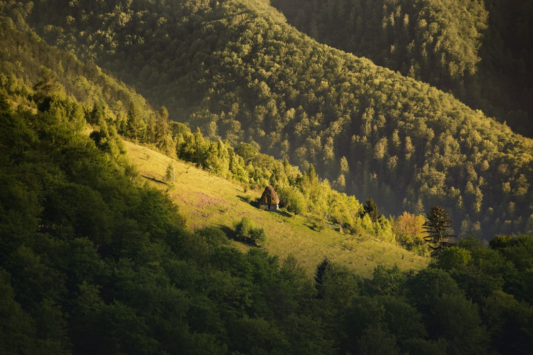 Discover Romania's Authentic Flavors: A Guide to Local Drinks & Spirits