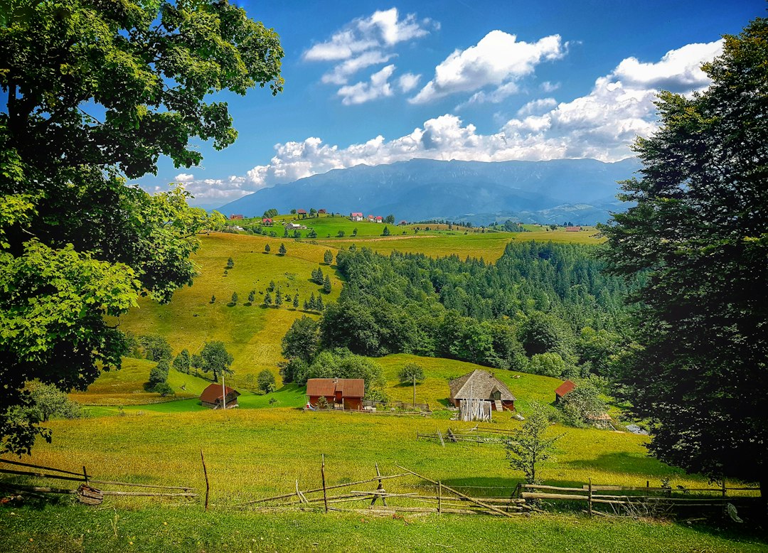 Unearth Treasures: Your Ultimate Guide to Romania's Best Local Antique Markets