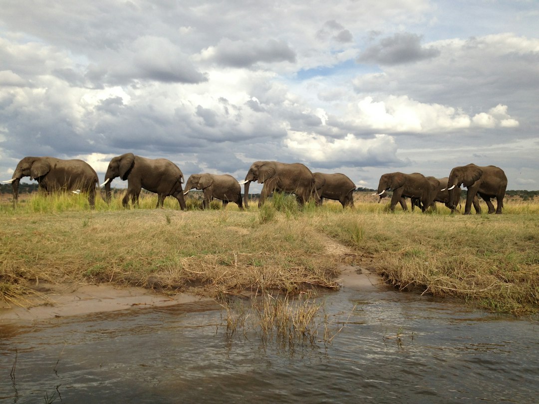 Where to Stay in Zambia: Ultimate Guide to Top Neighborhoods & Safari Lodges