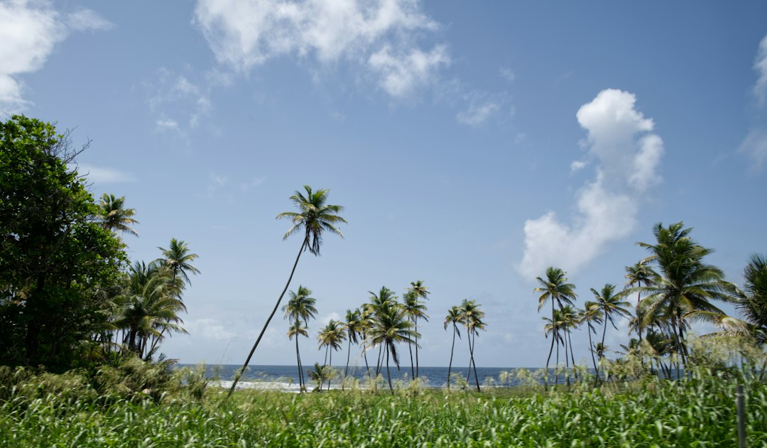 The Ultimate Trinidad and Tobago Road Trip: A Guide to Driving Abroad
