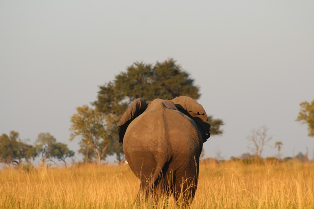 Discover Botswana's Vibrant Nightlife: Top Entertainment Spots After Dark