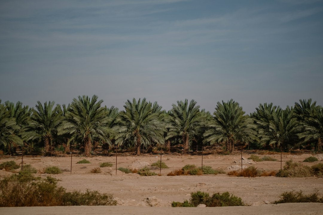 Unveiling Premier Bird Watching Spots in the Palestinian Territories (Occupied): An Avian Hotspot