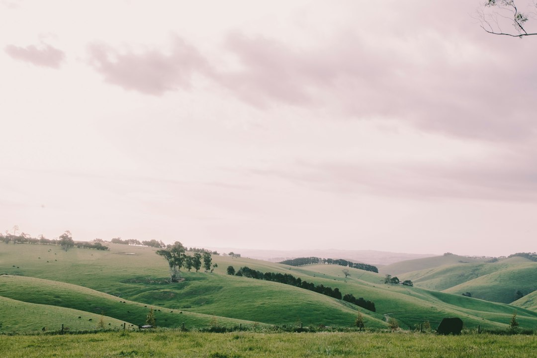 Navigating Local Laundry Services in Australia: Your Ultimate Guide