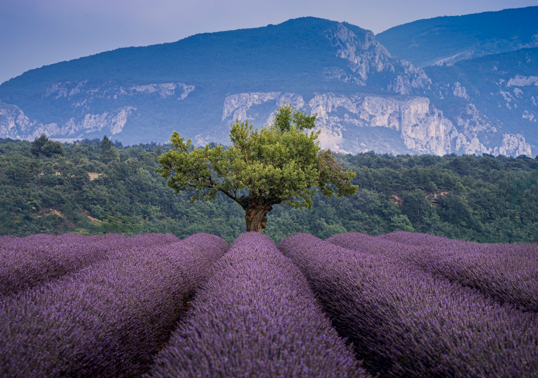 Unwind by the Water: The Ultimate Guide to France's Best Lakeside Retreats for a Quiet Escape